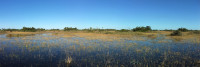 Loxahatchee NWR